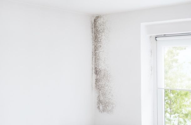 Albany-New-York-Mold-Remediation-Project-1-1